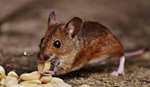 24 Hour & Emergency Exterminators in Plainfield, PA